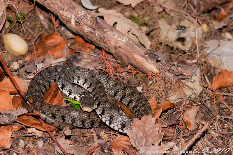 Vipera o Biscia da identificare